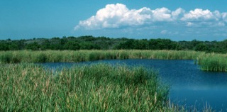 Sawgrass everywhere in the Everglades! The Everglades