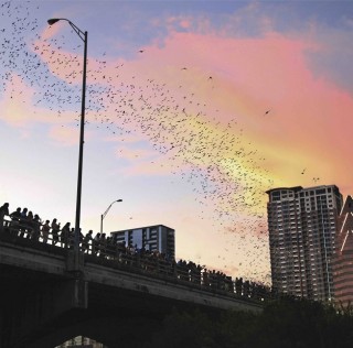 Urban Bat Colony of Austin - Photo Credit Austin Convention & VisitorsBureau Weird but wonderful!